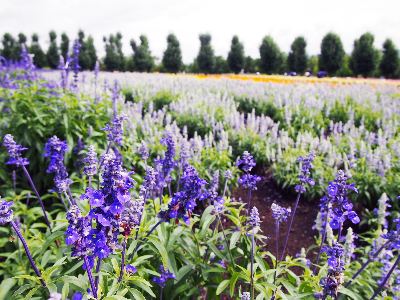 후라노 팜도미타