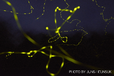 반딧불이 kota by jungheunsuk20151214