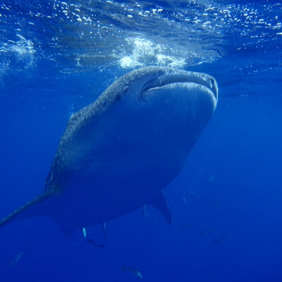 사진:[출발확정] 세부 자유여행 5일 #왕복항공권 #여행자보험 #호텔불포함
