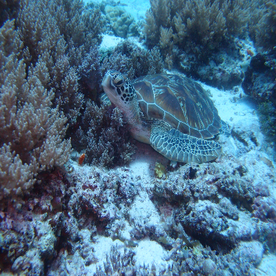 세부 5일#차박상품 #솔레아리조트 #프리미어룸 2박 #오슬롭 고래상어 체험다이빙 #수밀론 호핑투어 #전신마사지 2시간 #특식 3회 #SM몰