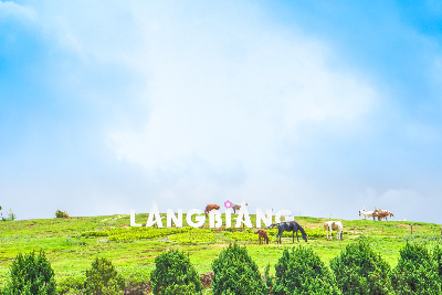 [출발확정] 나트랑/달랏 5일 #위장을채워달랏 #스테디셀러 #1일1간식 #시내호텔 #달랏야시장관광 #핵심관광지 #맛있는여행