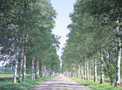 토카치가와 자작나무길