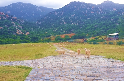 사진:[증편]나트랑/달랏/판랑 5일 #사막을품은달랏 #나트랑5성급호텔 #판랑지프차투어 #완탄꽃마을 #쯔엉썬문화마을 #1일1간식제공