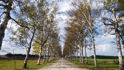 토카치가와 자작나무 숲