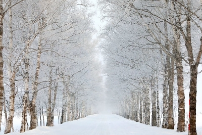 토카치 자작나무숲