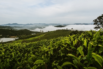 사진:[청주출발] 나트랑/달랏 6일 #그린테라피 #나트랑5성호텔UP #나트랑오션뷰 #체험가득 #바구니배 #다도체험 #달랏차밭 #와이너리 #달랏야경투어 #3가지 간식&음료 #달랏핵심관광