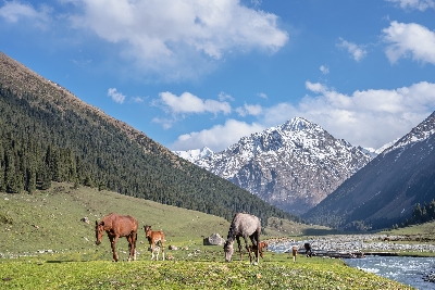 사진:키르기스스탄 6일 #핵심일정#스카즈카캐니언#이식쿨호수#알틴아라샨#초원하이킹