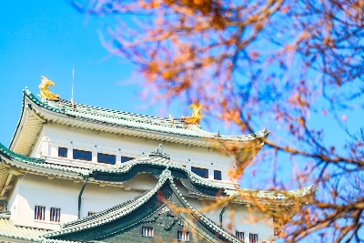 나고야 성 나고야성 봄