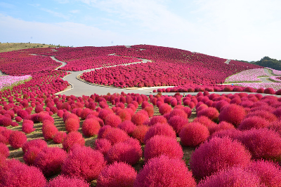 사진:[시즌한정] 닛코/이바라키 4일#이바라키꽃놀이 #미토매화축제 #야간라이트업 #일본3대정원 #카이라쿠엔 #국영히타치해변공원 #전일정온천호텔♨ 