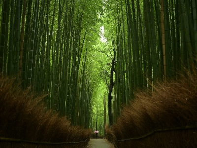 [홈쇼핑에디션/출발확정] 오사카/교토/고베 4일 #교토숙박 #힐링온천♨ #오하라마을 #말차체험 #낭만고베 #이쿠타신사 #하버랜드 #모자이크