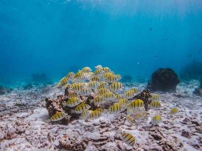 사진:카오락/시밀란 5일 #단 6개월만 자연이 허락된 신비의 섬 #올인크루시브 자유일정1일 #세미팩 #르메르디앙 #스노클링 #푸껫올드타운