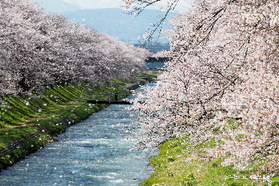 [스마트초이스/벚꽃특집]나고야/도야마/이누야마 4일#벚꽃 특집 #1일 1벚꽃 #흩날리는 벚꽃 #힐링 #이누야마성 #시라카와고