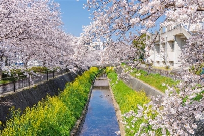 [벚꽃명소]규슈 4일#낭만벚꽃열차탑승 #하나투어단독 #온천호텔2박 #야나가와벚꽃뱃놀이 #다자이후벚꽃여행 #아소활화산 #담당자강력추천 #베스트셀러 #전일정3인실가능